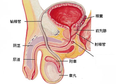 前列腺炎作祟会害精子“跑不快”!