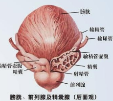 前列腺要怎么预防?